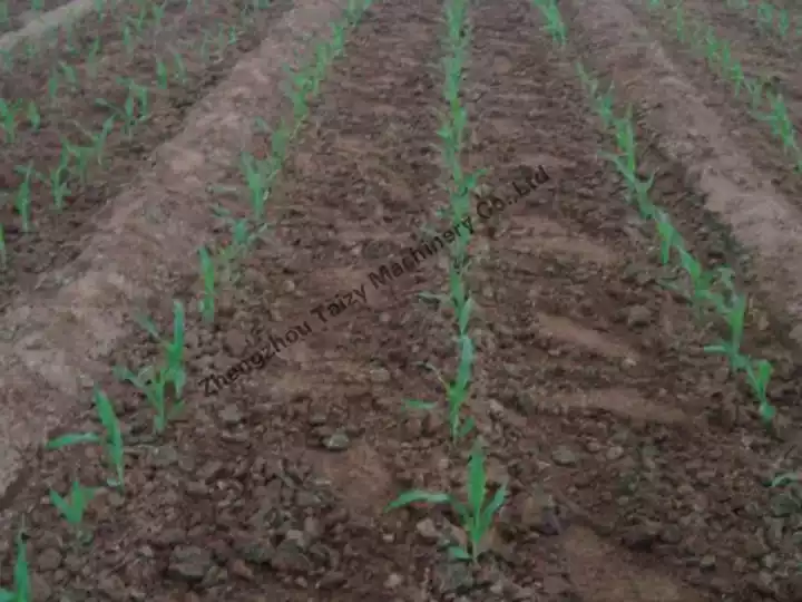 corn sowing