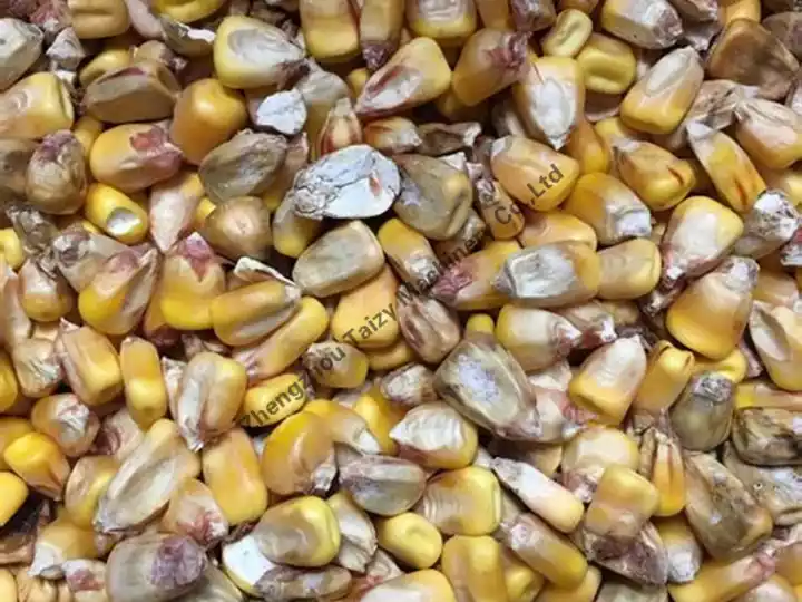 prevent corn from getting moldy